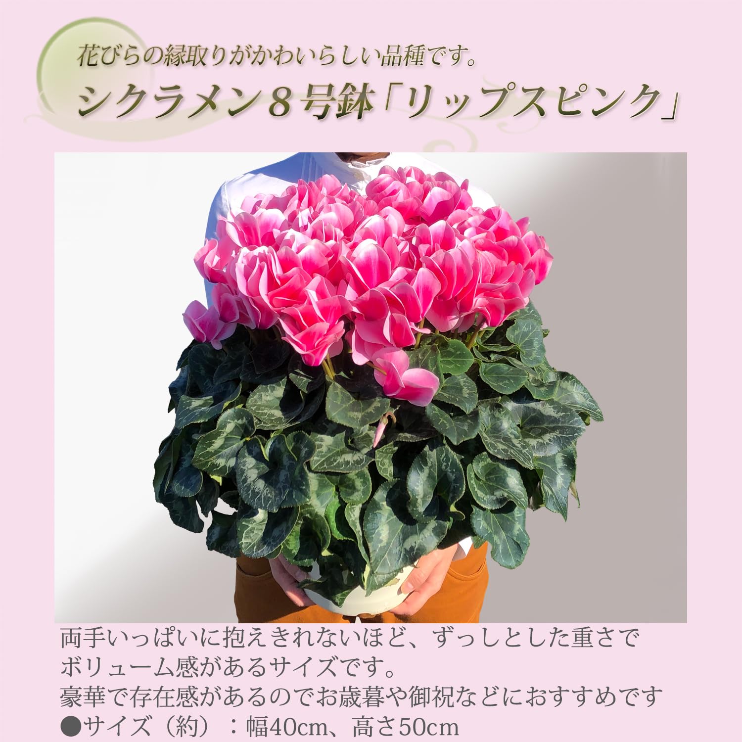 Amazon | 花のギフト社 シクラメン ギフト プレゼント 花 鉢植え 鉢花